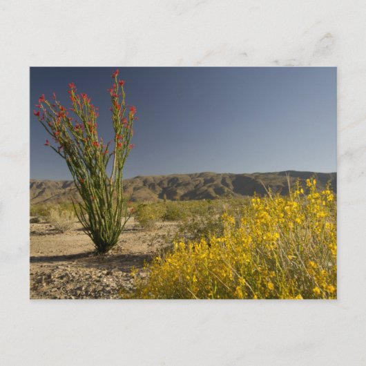Ocotillo en woestinsenna briefkaart (Voorkant)