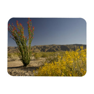 Ocotillo en woestinsenna magneet