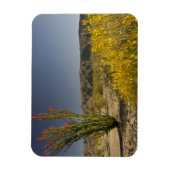 Ocotillo en woestinsenna magneet (Verticaal)