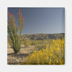Ocotillo en woestinsenna magneet