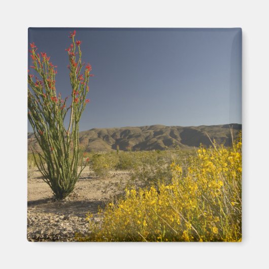 Ocotillo en woestinsenna magneet (Voorkant)