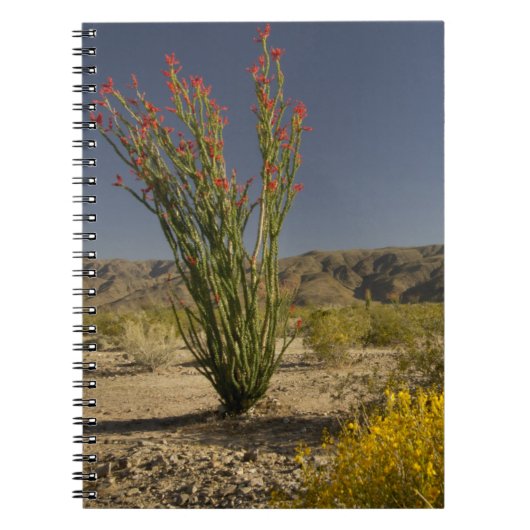 Ocotillo en woestinsenna notitieboek (Voorkant)
