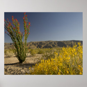 Ocotillo en woestinsenna poster