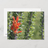 Ocotillo in Bloom Briefkaart (Voorkant / Achterkant)
