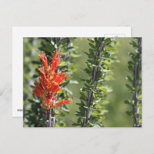 Ocotillo in Bloom Briefkaart (Voorkant / Achterkant)