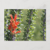 Ocotillo in Bloom Briefkaart (Voorkant)