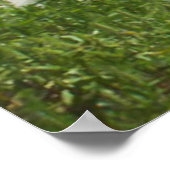 Ocracoke Poster (Hoek)