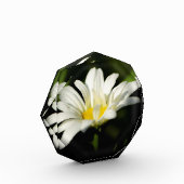 Octagonale fotoblok-Sjabloon Fotoblokken (Links)