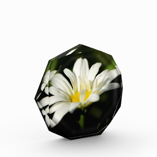 Octagonale fotoblok-Sjabloon Fotoblokken (Links)