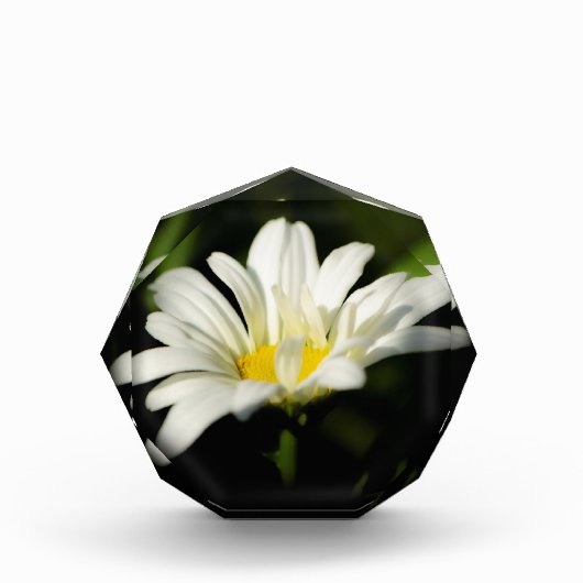 Octagonale fotoblok-Sjabloon Fotoblokken (Voorkant)