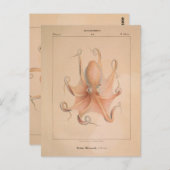 Octopus 1851 Eledon Aldrovandi Briefkaart (Voorkant / Achterkant)