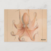 Octopus 1851 Eledon Aldrovandi Briefkaart (Achterkant)