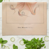 Octopus 1851 Eledon Aldrovandi Theedoek (Gevouwen)