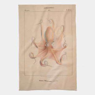 Octopus 1851 Eledon Aldrovandi Theedoek