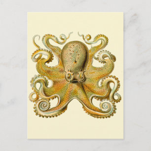 Octopus antiek illustratie zee monster briefkaart