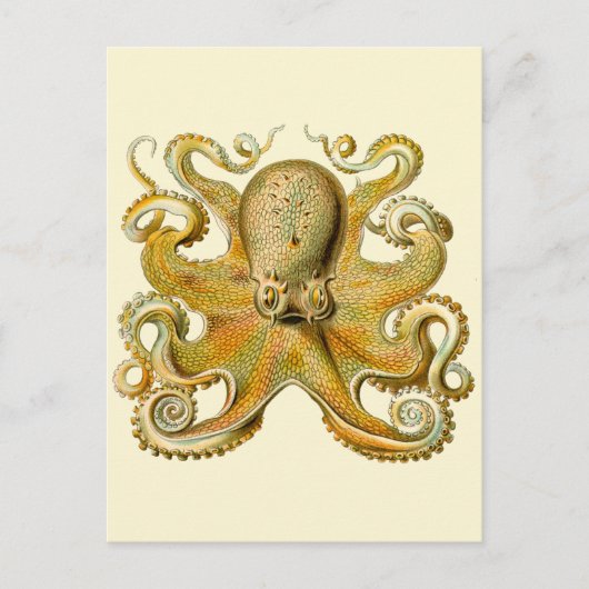 Octopus antiek illustratie zee monster briefkaart (Voorkant)