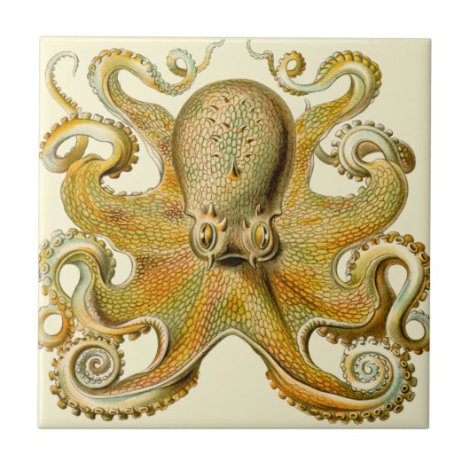 Octopus antiek illustratie zee monster tegeltje (Voorkant)