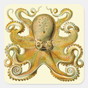 Octopus antiek illustratie zee monster vierkante sticker