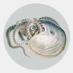 Octopus Argonaut, Dierenuitgave Oud Marienleven Ronde Sticker