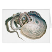  octopus argonaut, zeedieren (Voorkant Horizontaal)