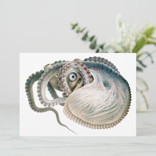  octopus argonaut, zeedieren (Staand voorkant)