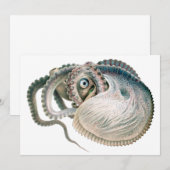  octopus argonaut, zeedieren (Voorkant / Achterkant)