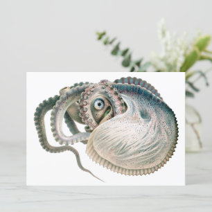 octopus argonaut, zeedieren