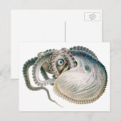  octopus argonaut, zeedieren briefkaart (Voorkant / Achterkant)