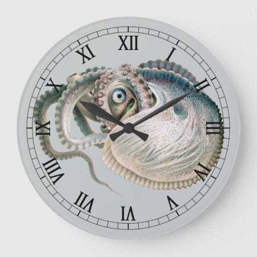 octopus argonaut, zeedieren grote klok (Voorkant)