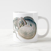 octopus argonaut, zeedieren grote koffiekop (Rechts)