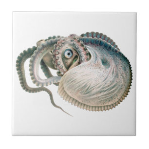octopus argonaut, zeedieren tegeltje