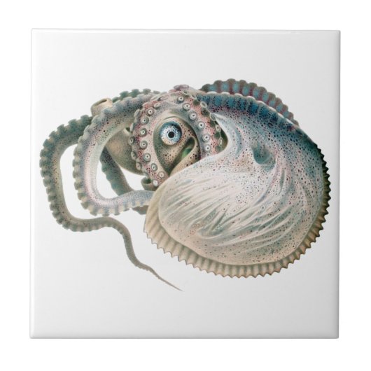octopus argonaut, zeedieren tegeltje (Voorkant)