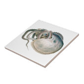 octopus argonaut, zeedieren tegeltje (Zijkant)