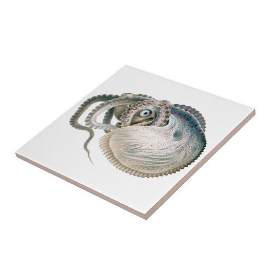  octopus argonaut, zeedieren tegeltje (Zijkant)