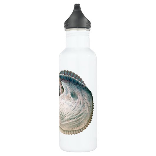  octopus argonaut, zeedieren waterfles  (Rechts)