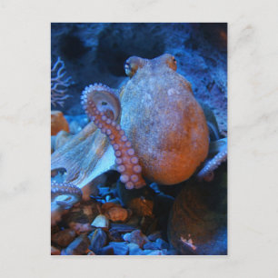Octopus Briefkaart