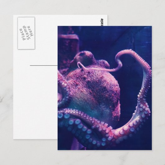 Octopus Briefkaart (Voorkant / Achterkant)