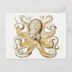 octopus briefkaart