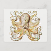 octopus briefkaart (Voorkant)