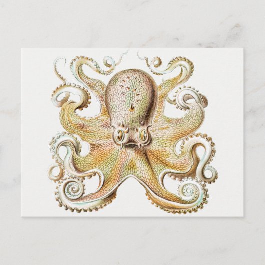 octopus briefkaart (Voorkant)