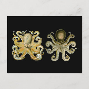 Octopus Briefkaart