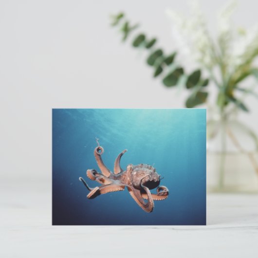 Octopus Briefkaart (Staand voorkant)