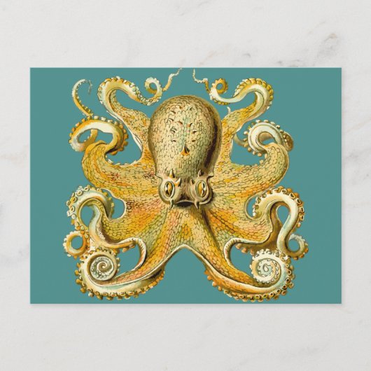 octopus briefkaart (Voorkant)