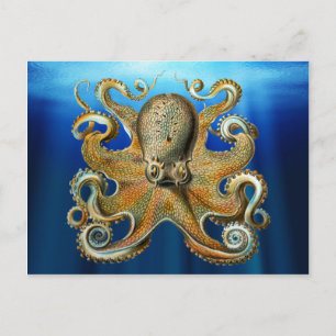 Octopus Briefkaarten