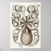 Octopus  Cephalopod Zee Scheppen Kunstafdrukken Poster (Voorkant)