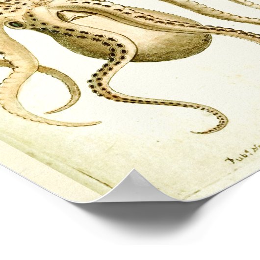 Octopus  Cephalopod Zee Scheppen Kunstafdrukken Poster (Hoek)