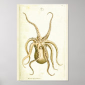 Octopus  Cephalopod Zee Scheppen Kunstafdrukken Poster (Voorkant)
