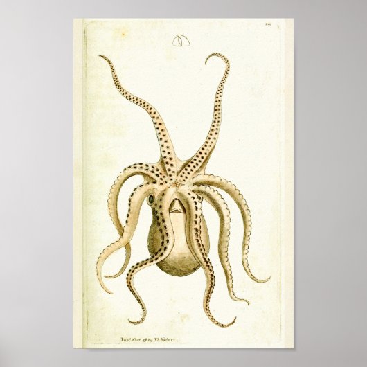 Octopus  Cephalopod Zee Scheppen Kunstafdrukken Poster (Voorkant)