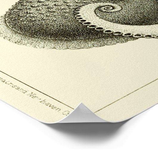 Octopus  Cephalopod Zee Scheppen Kunstafdrukken Poster (Hoek)