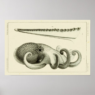 Octopus  Cephalopod Zee Scheppen Kunstafdrukken Poster